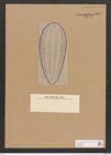 Surirella grindleri Jan. (de-Toni-Nr.: Genus 53, Species 2395) Zeichnungen Sammlung Grunow Nr. 4802 (NHMW-BOT-W0372951)